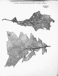 Ectostroma quercus image